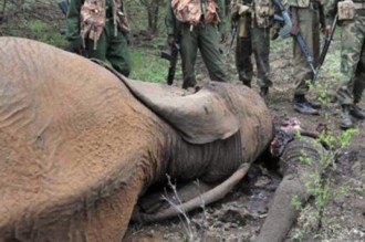 Gabon : Protection des éléphants, le gouvernement suspend la vente des fusils de chasse !